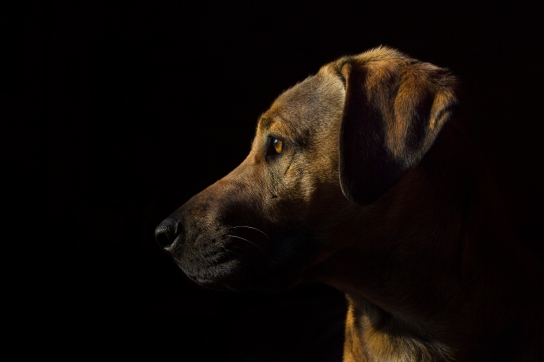 Dog photographer • Alpha Omega Photography • Naples Maine